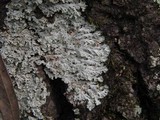 Heterodermia speciosa image