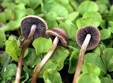 Panaeolus cinctulus image