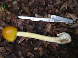 Amanita banningiana image