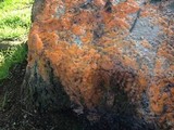 Fusicolla merismoides image