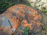 Fusicolla merismoides image