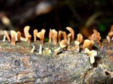Dacryopinax elegans image