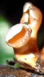 Dacryopinax elegans image