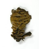 Gloeophyllum sepiarium image