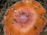 Amanita parcivolvata image