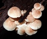 Ripartitella brasiliensis image