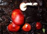 Leucopaxillus gracillimus image