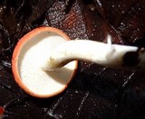 Leucopaxillus gracillimus image