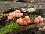 Lycogala epidendrum image