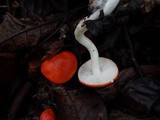 Leucopaxillus gracillimus image