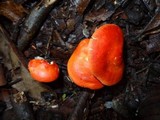 Leucopaxillus gracillimus image