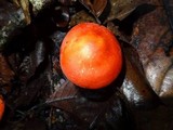 Leucopaxillus gracillimus image