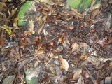 Leucopaxillus gracillimus image