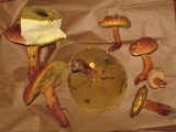 Boletochaete bicolor image