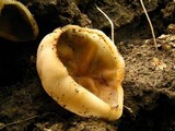 Peziza repanda image