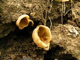 Peziza repanda image