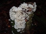 Hydnopolyporus fimbriatus image