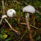 Tulostoma brumale image