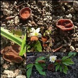 Dumontinia tuberosa image