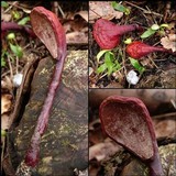 Ganoderma lucidum image