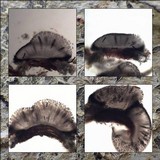 Phaeographis smithii image