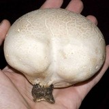 Calvatia pachyderma image