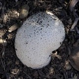Calvatia pachyderma image