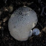 Calvatia pachyderma image