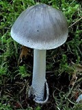 Amanita pachycolea image