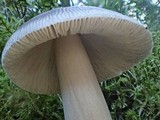 Amanita pachycolea image