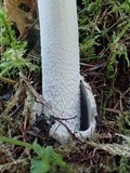 Amanita pachycolea image