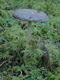 Amanita pachycolea image