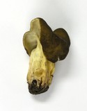 Gyromitra californica image