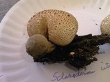 Pseudoboletus parasiticus image