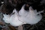 Favolus tenuiculus image