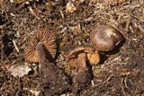 Inocybe ericetorum image