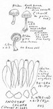 Inocybe ericetorum image