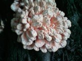 Laetiporus cincinnatus image