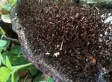 Hexagonia hydnoides image