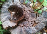 Hexagonia hydnoides image