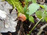 Craterocolla cerasi image
