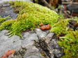 Craterocolla cerasi image