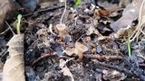 Sclerotinia sclerotiorum image