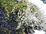 Cladonia verticillata image
