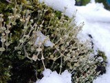 Cladonia verticillata image