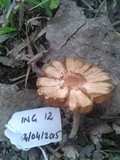 Inocybe lacera image