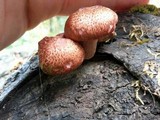 Gymnopilus thiersii image