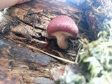Gymnopilus thiersii image