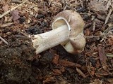 Inocybe soluta image