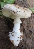 Amanita marmorata image